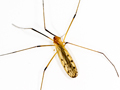 Limonia nigropunctata